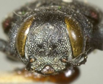 Media type: image;   Entomology 33792 Aspect: head frontal view